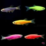 lg-104835-GloFish-Assorted-Pack