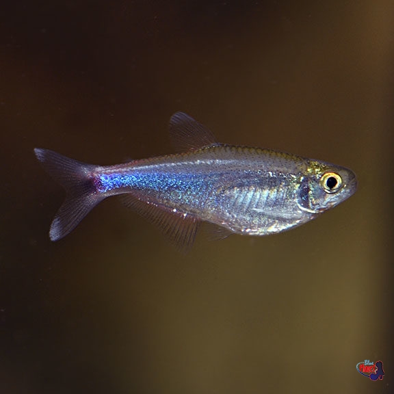 King 2024 tetra fish