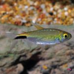 lg_102725_Alestes_Tetra