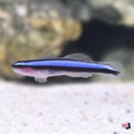 lg_71393_Neon_Blue_Goby