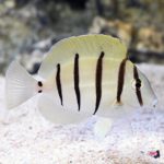 lg_86334_Convict_Tang (1)