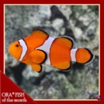 lg_91943_Ocellaris_Clownfish_JUNE2020