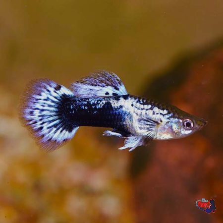 Guppy Fêmea Cobra Azul - AquaLovers