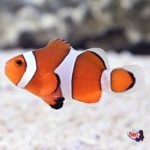 P_107557_ORA_Stubby_Ocellaris_Clownfish