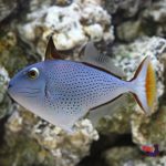 P_83896_Red_Tail_Triggerfish