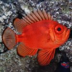 P_89040_Popeye_Catalufa_Soldierfish