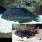 lg-75917-wrasse