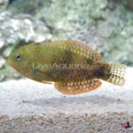 lg-76125-potters-wrasse