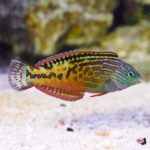 lg-80748_Blue Star Leopard Wrasse_Male