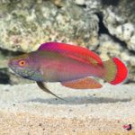 lg-82737-Male Pink Margin Fairy Wrasse