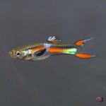lg-8330070-Mixed-Endlers-Male_2