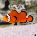 lg-91945-Extreme-Misbar-Clownfish