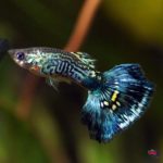 lg-bluecobra_guppy_89828b