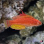 lg_36903_Yellowfin_Flasher_Wrasse