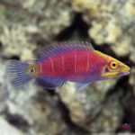 lg_37179_Mystery_Wrasse_B