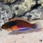 lg_373869_Yellow_Flanked_Fairy_Wrasse