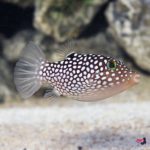 lg_38670_Spotted_Puffer