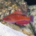 lg_39660_Linespot_Flasher_Wrasse