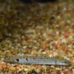 lg_80667_delhezi_bichir_1211192-059