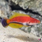 lg_89671_Whip_Fin_Fairy_Wrasse_A