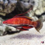 lg_90080_Ruby_Longfin_Fairy_Wrasse