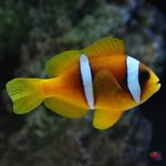 lg_90103_Two_Banded_Clownfish