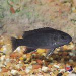 p-100271_whitetail-acei-cichlid