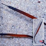 p-73109-Janss-Pipefish