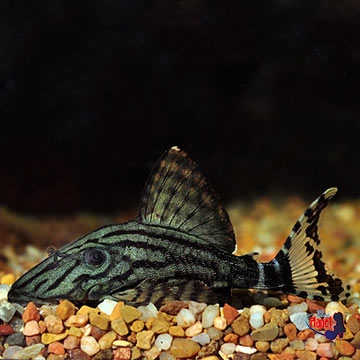 Royal (L-191) Plecostomus