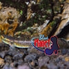 Freshwater Neon Blue Goby