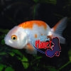 Ranchu Goldfish, Red & White