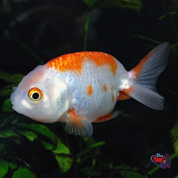 Ranchu Goldfish, Red & White