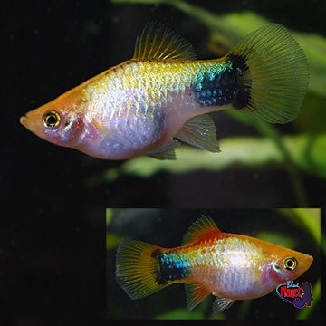 Gold Mickey Mouse Platy