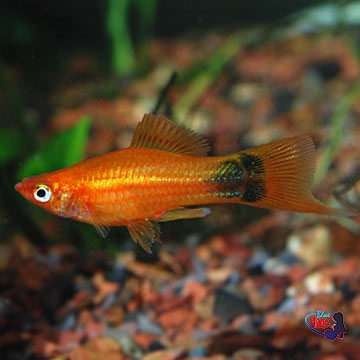 Red Mickey Mouse Swordtail