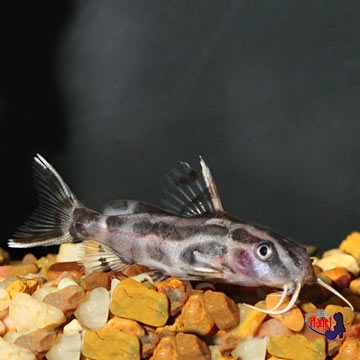 Synodontis Flavitaeniatus Catfish