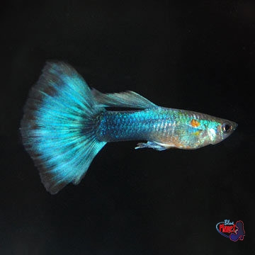 Neon Blue Guppy, Male