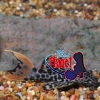 Redtail Leopard (L-114) Plecostomus