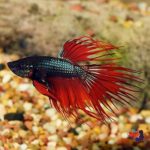 p_89710_crowntail_betta_red