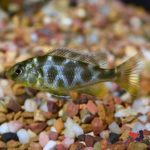 Venustus Cichlid