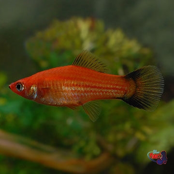 Red Wag Swordtail
