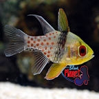 th-39336-cardinalfish