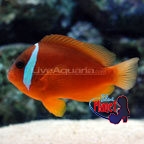 th-39496-clownfish