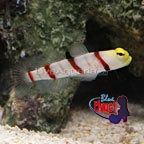 th-39499-goby