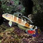 th-71562-goby