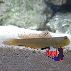 th-71653-watchman-goby