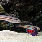 th-80466-goby