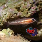 th-80587-masked-goby