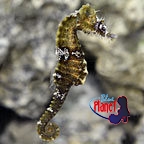 th73135LinedSeahorse