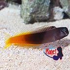 th80467BicolorBlenny