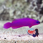 th91980OrchidDottyback